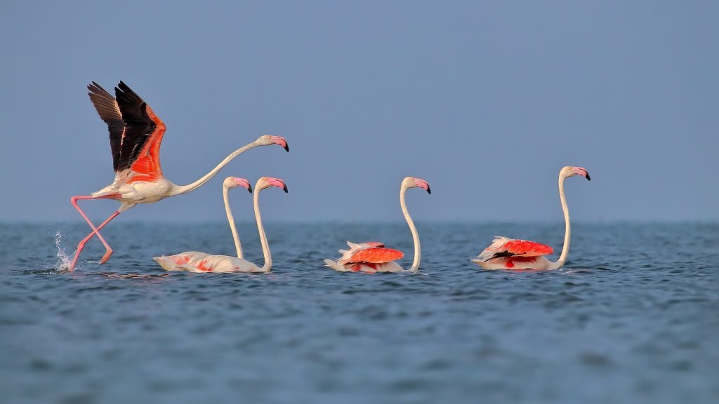 Odisha