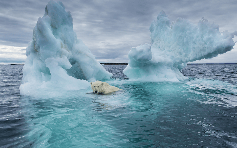 Arctic