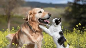 Pet