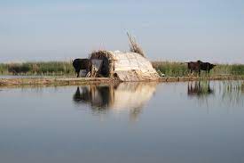 Marshes
