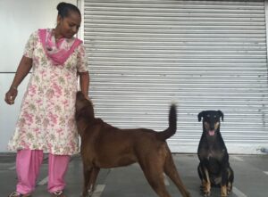 Dogs