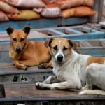 Dogs of Delhi: Lives on the Streets