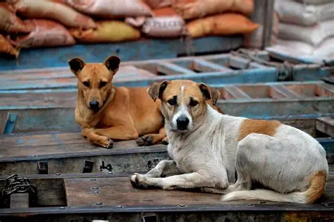 Dogs of Delhi: Lives on the Streets