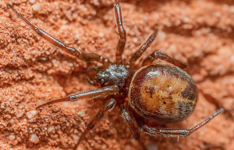 False widow