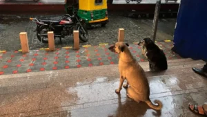 Dogs
