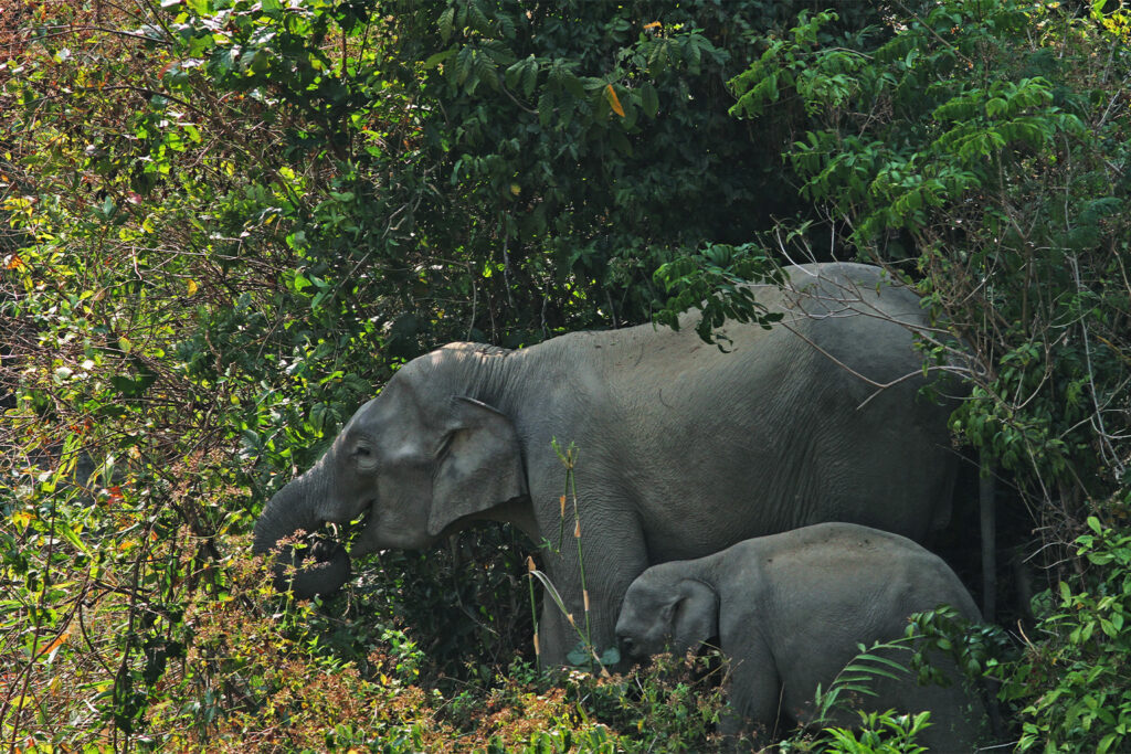 Habitat loss, fragmentation, and a shrinking food supply for elephants forces them into human-inhabited areas.