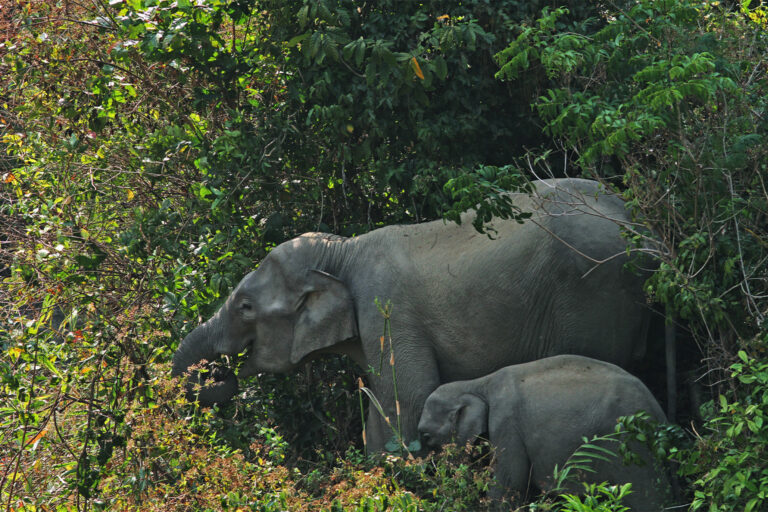 Habitat loss, fragmentation, and a shrinking food supply for elephants forces them into human-inhabited areas.