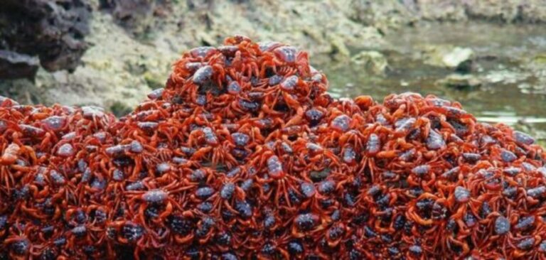ed crabs always spawn before dawn, coinciding with a receding high tide during the moon’s last quarter.