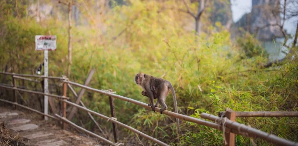Monkey Trail Thailand