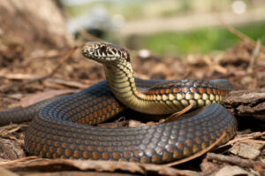 Image of a Snake (Nagas)