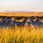 Kenya safari 2026 travel guide - wildebeest Great Migration Mara River crossing Maasai Mara