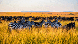 Kenya safari 2026 travel guide - wildebeest Great Migration Mara River crossing Maasai Mara