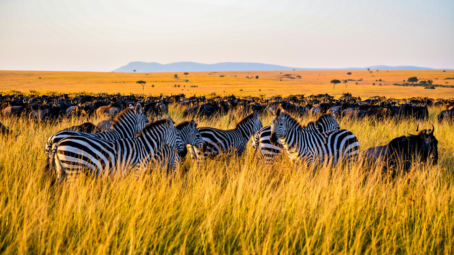 Kenya safari 2026 travel guide - wildebeest Great Migration Mara River crossing Maasai Mara