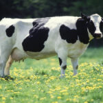 Cow