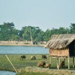 Sundarban Union, Sonakhali Village, Mongla Port, Khulna. Near Mangrove Forest Sundarbans. Forest in Asia