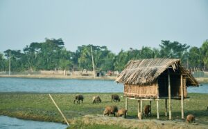 Sundarban Union, Sonakhali Village, Mongla Port, Khulna. Near Mangrove Forest Sundarbans. Forest in Asia
