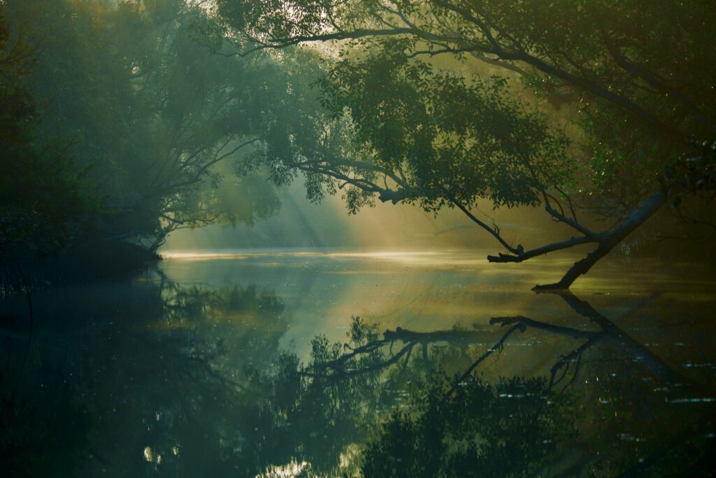 The Sundarbans Mangrove Forest