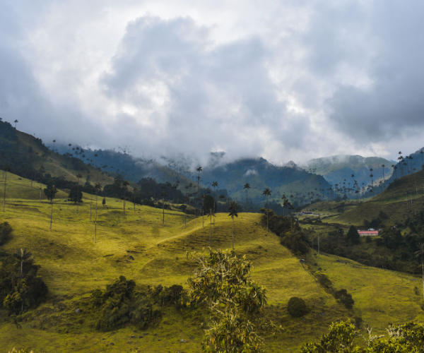 Colombia-travel-guide-2026-—-Cocora-Valley-wax-palms-coffee-region-Salento.