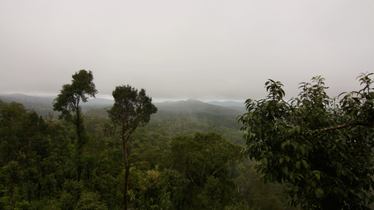 monsoon travel India 2026 — green tea gardens in hill station with misty clouds
