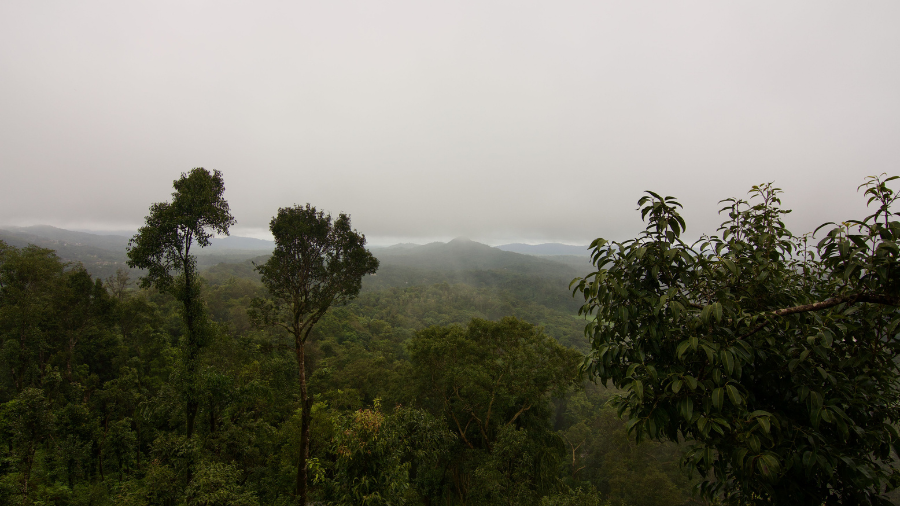 monsoon travel India 2026 — green tea gardens in hill station with misty clouds