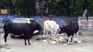 Stray cows in Delhi, a key issue discussed in the Delhi Assembly.