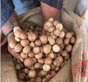 Illegal areca nut imports investigated by DRI.